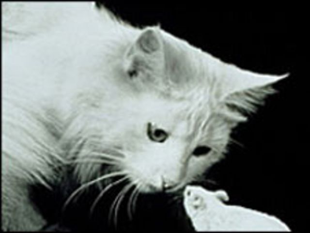 बिल्ली और चूहे पर बने रोचक मुहावरे - BBC News हिंदी