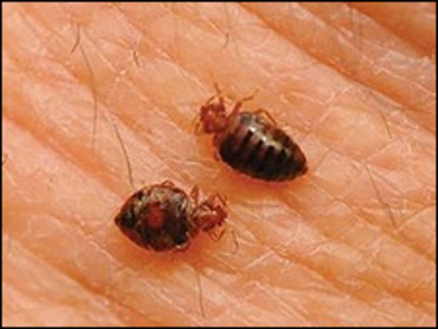 Percevejos (foto: Associação Nacional de Gerenciamento de Pragas dos EUA)