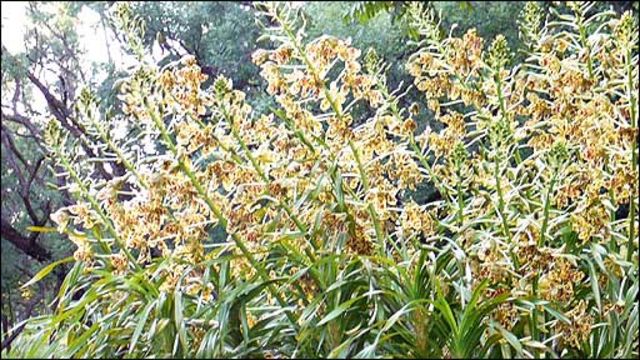 Brasil tiene la mayor orquídea del mundo - BBC News Mundo