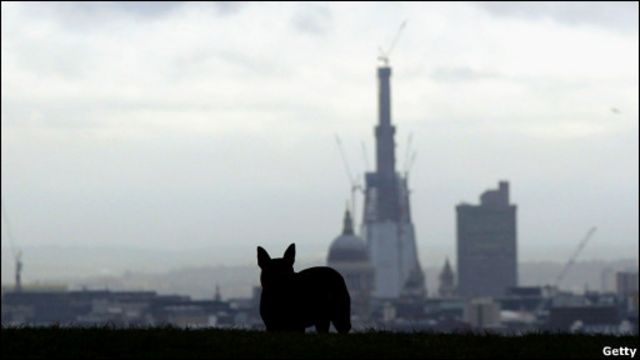 狐狸