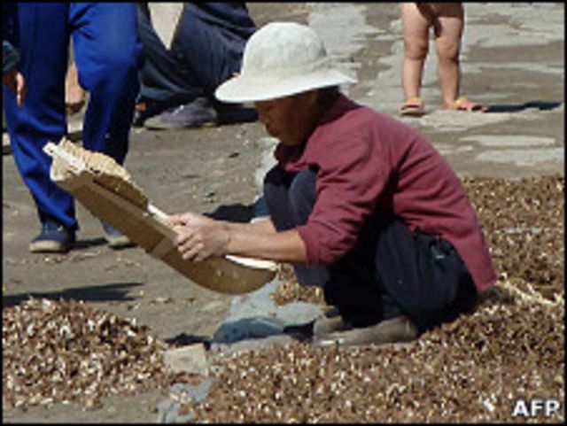 平壤郊外某集體農場內居民在曬穀(23/9/2010)