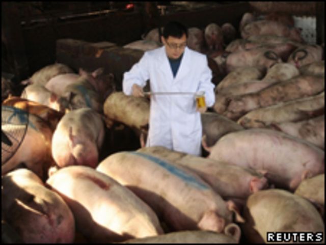 江蘇省檢疫人員嚴查來自河南省的生豬,嚴防「瘦肉精」問題豬(15/03/2011)