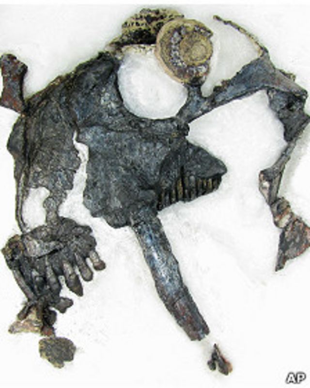 Fósil de Tiarajudens 