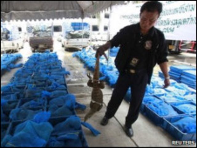 泰國南部海關人員截獲了1800條孟加拉巨蜥