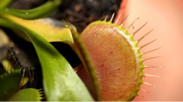 Plantas carnívoras devoradas por coleccionistas - BBC News