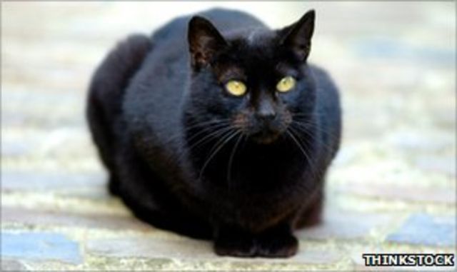 Gato negro