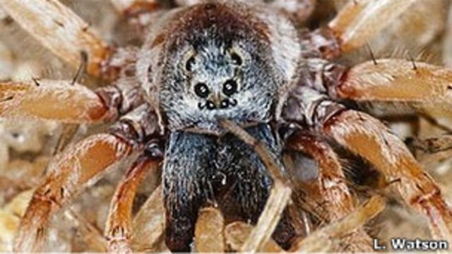 El canibalismo sexual de las arañas - BBC News Mundo