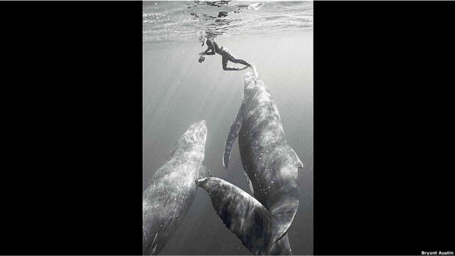 Bruant Austin con ballenas