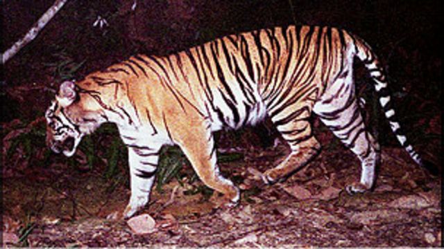 Lupa tutup kandang harimau kebun binatang  Jambi  lepas 