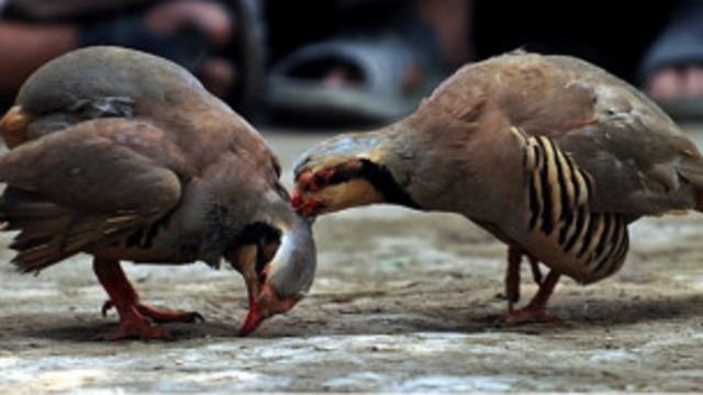 ممنوعیت خرید و فروش پرنده های وحشی در هرات Bbc News فارسی