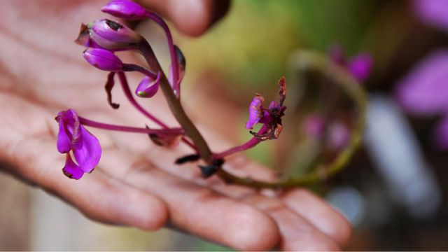 Orquídeas desde Cuba - BBC News Mundo