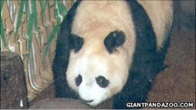 大熊貓明明在倫敦動物園(1993年資料圖片)