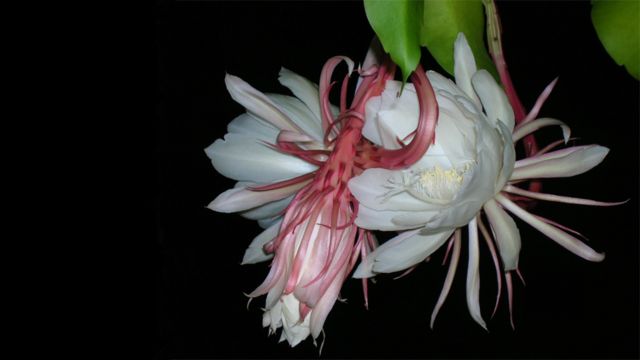 Latinoamérica en flores - BBC News Mundo
