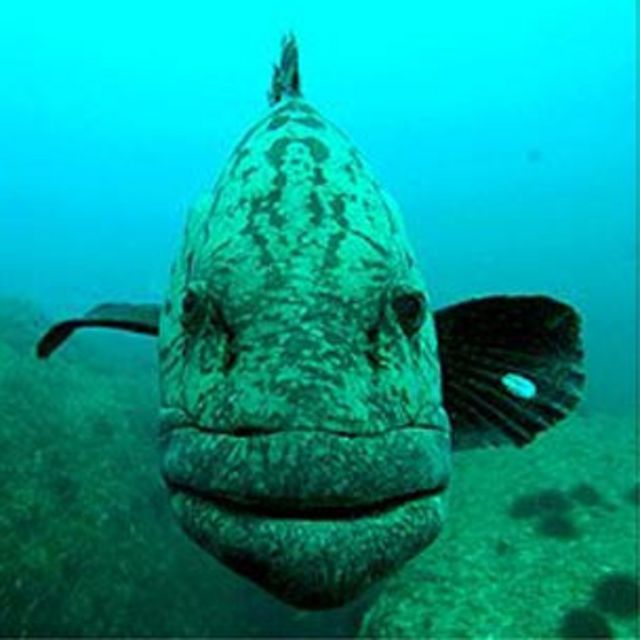 水族箱裏的石斑魚