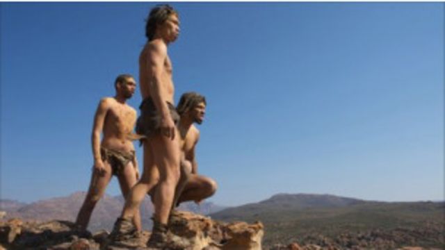 Homo erectus