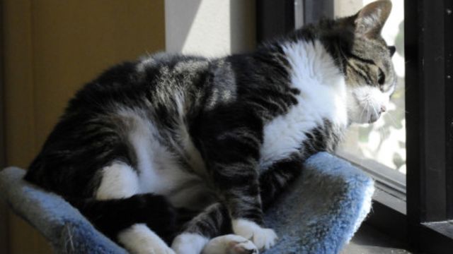 Bahaya lain parasit kucing - BBC News Indonesia