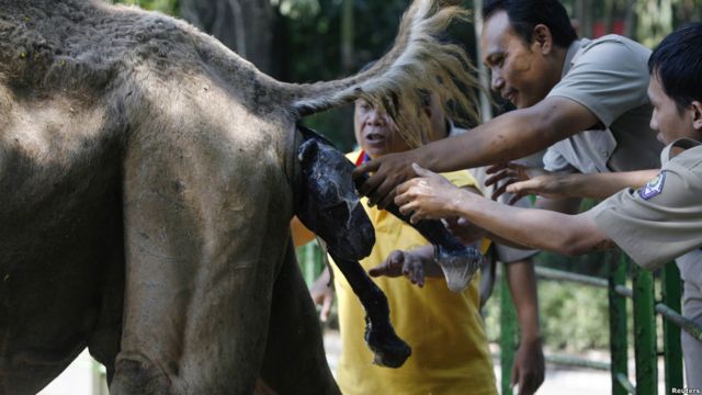 Unta yang diberi nama Mery melahirkan