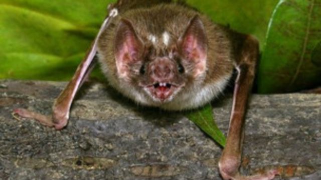 Morcego (BBC)