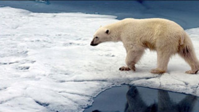 Jovem De 17 Anos Morre Em Ataque De Urso Polar Na Noruega Bbc News Brasil