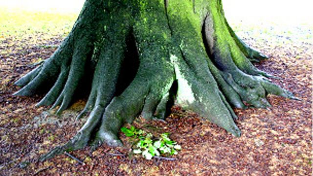 Raíces más profundas contra el cambio climático - BBC News Mundo