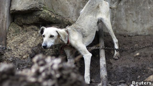 Traición Y así Elucidación Polémica por el sacrificio de perros callejeros en México - BBC News Mundo