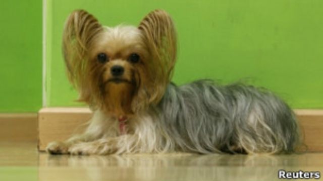 Cachorro do estados unidos clearance