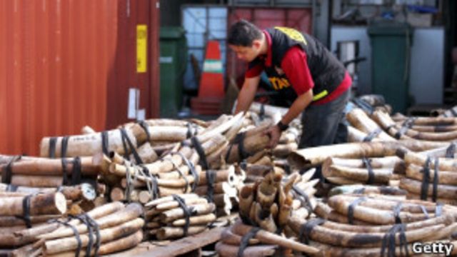 馬來西亞海關人員檢查走私象牙