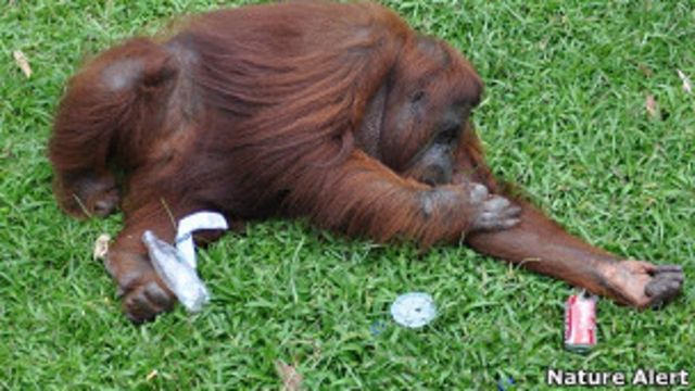 Orangotango ameaçado de extinção é visto fumando em zoológico no