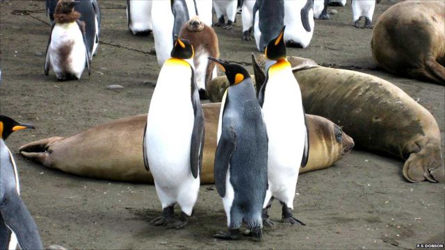 En fotos: descifrando qué hace sexy a un pingüino - BBC News Mundo