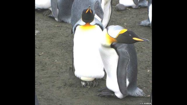 En fotos: descifrando qué hace sexy a un pingüino - BBC News Mundo