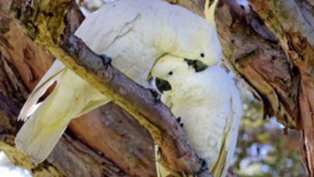 Los Pajaros Que Se Ensenan A Hablar Entre Si Bbc News Mundo