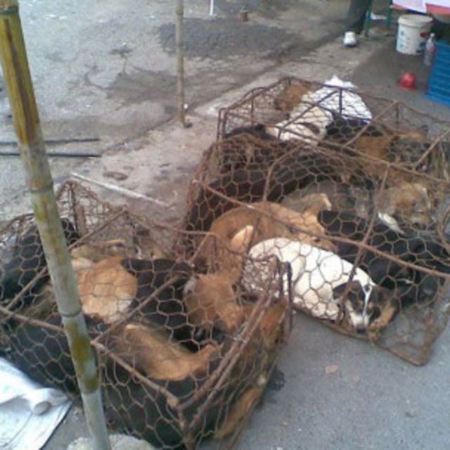 中國網絡文章指責浙江金華湖頭狗肉節殺狗殘忍