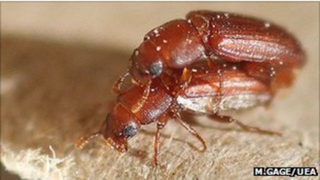 Por Qué Las Hembras Escarabajo Son Promiscuas Bbc News Mundo