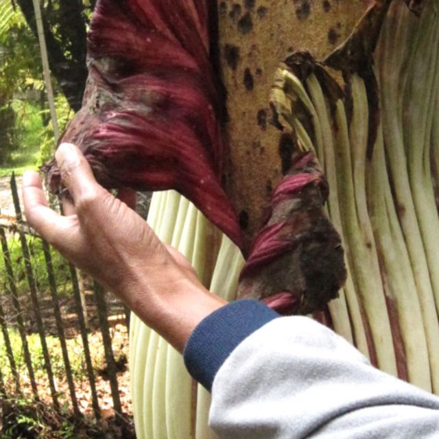 Bunga Bangkai di Kebun Raya Cibodas - BBC News Indonesia