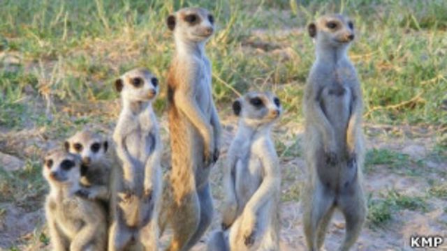 какой звук издают сурикаты