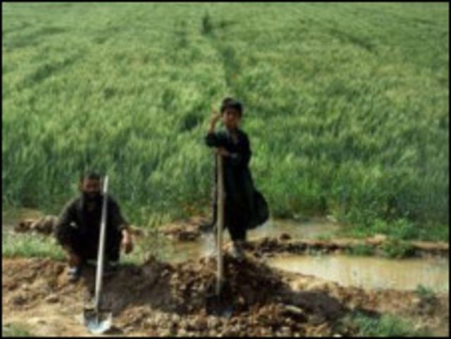 ميکانيزه زراعت مو له بهرنۍ اړتيا وباسي Bbc News پښتو
