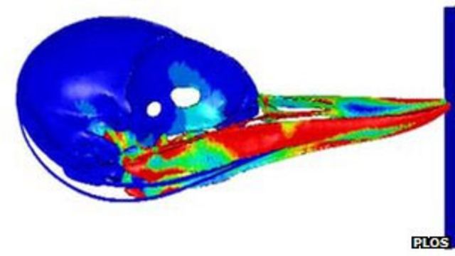 Simulação mostra o cérebro do pica-pau (PLOS)