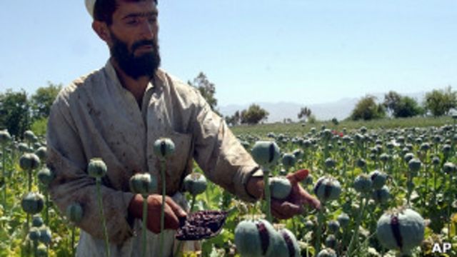 نگرانی افغانستان از افزایش تولید و قاچاق مواد مخدر Bbc News فارسی