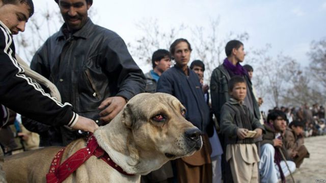 عکس سگ جنگی در افغانستان Bbc News فارسی