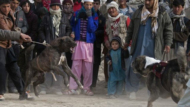 عکس سگ جنگی در افغانستان Bbc News فارسی