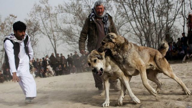 عکس سگ جنگی در افغانستان Bbc News فارسی