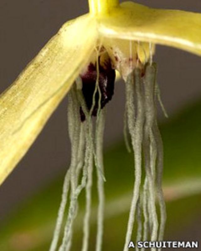Descubren la primera orquídea totalmente nocturna - BBC News Mundo