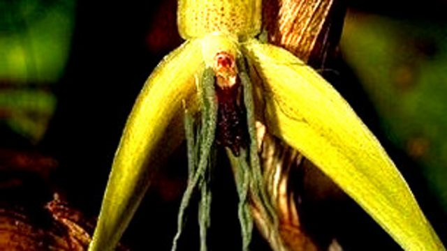 Descubren la primera orquídea totalmente nocturna - BBC News Mundo
