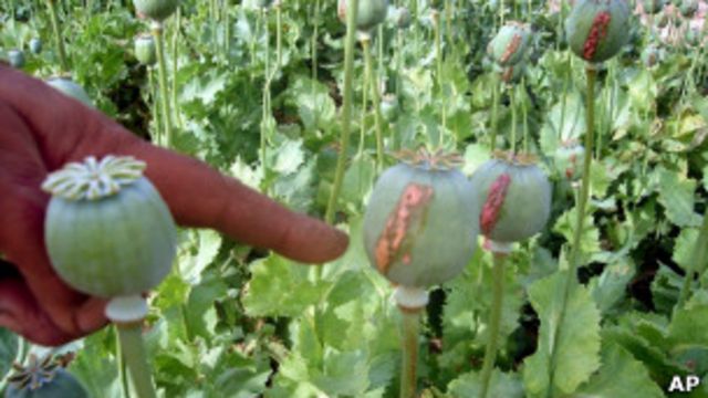 هفتاد میلیارد دلار ارزش تجارت مواد مخدر افغانستان Bbc News فارسی