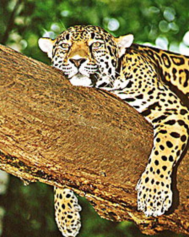 la misteriosa convivencia de jaguares y pumas - BBC Mundo