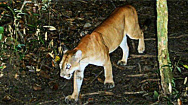 Intentan descifrar la convivencia de jaguares y pumas - BBC News Mundo