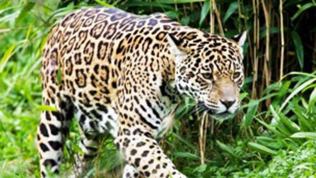 exilio Médula Escoba Intentan descifrar la misteriosa convivencia de jaguares y pumas - BBC News  Mundo