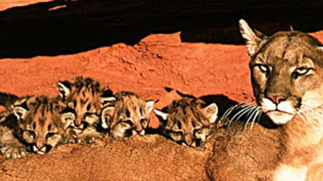 Intentan descifrar la misteriosa convivencia de jaguares y pumas - News Mundo