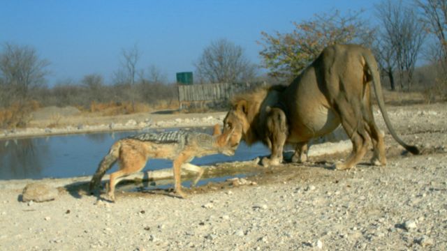 En fotos: el inusual combate entre un chacal y un león - BBC News Mundo