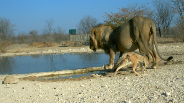En fotos: el inusual combate entre un chacal y un león - BBC News Mundo